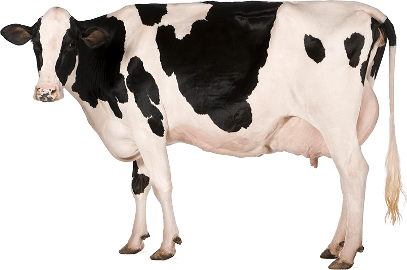cow-dairy-farms-american-dairy-association-north-east-35 cow-dairy-farms-american-dairy-association-north-east-35